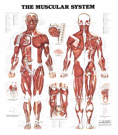 chapter 6 muscular system answers chapter 6 muscular system answers, Muscles